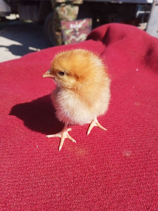 Продам цыплят ломан браун