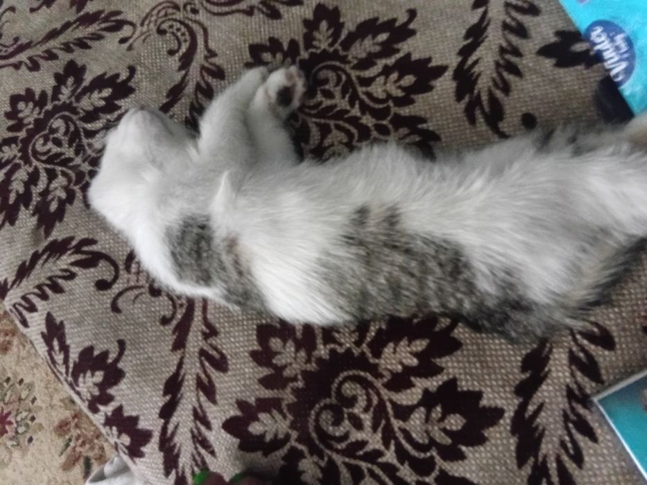 Отдам котят бесплатно