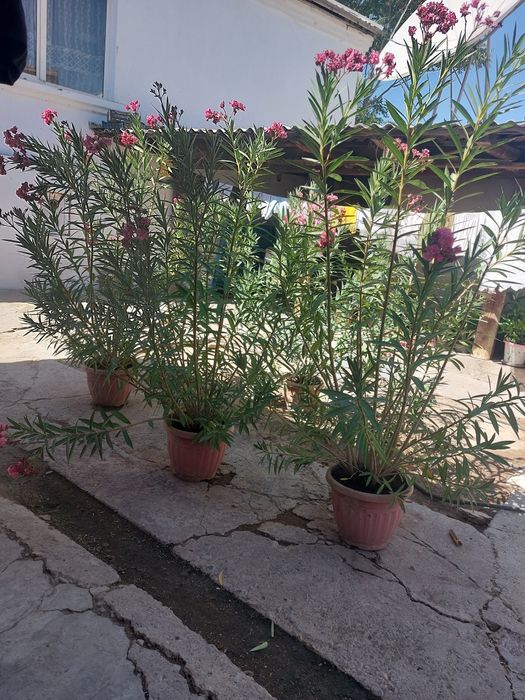 Цветы разные виды