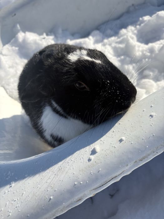 Vând iepuroaică cu puii săi