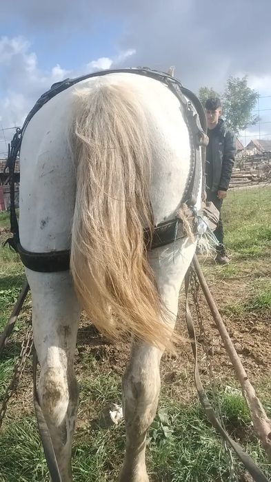 Vând iapa și căruță bună vând urgent