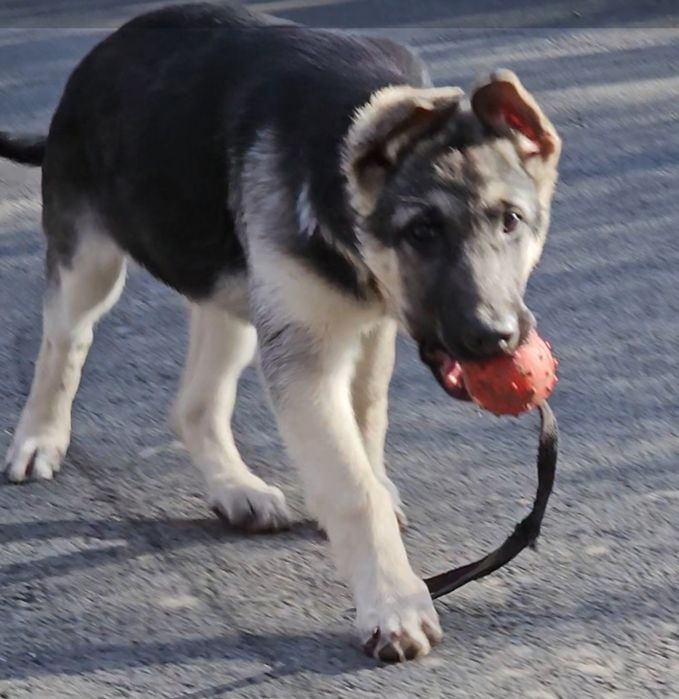 Щенок ВЕО,девочка