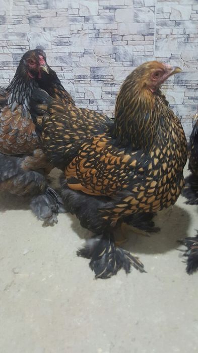 Bram zolita oilasi sotiladi