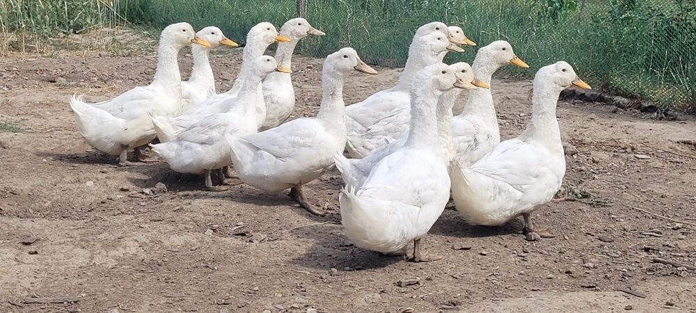 Rațe de carne de vanzare