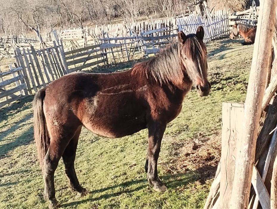 Iapa cu varsta de 1 an jumate