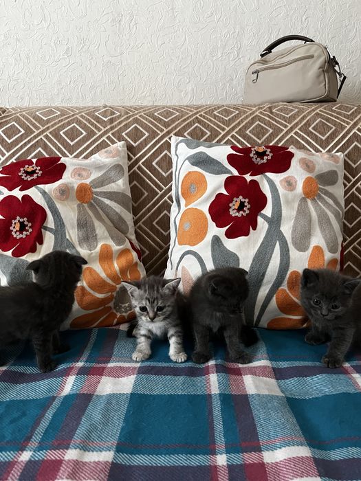 Веслоухие котята