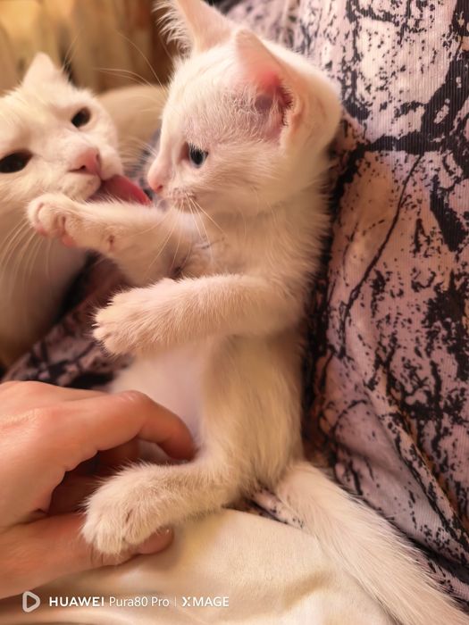 Марғау, котята таиский као-мани