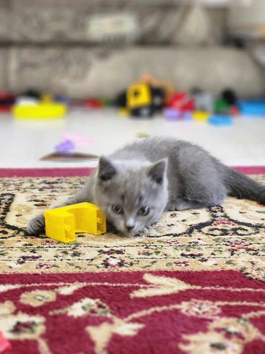 British shorthair zotli mushuk