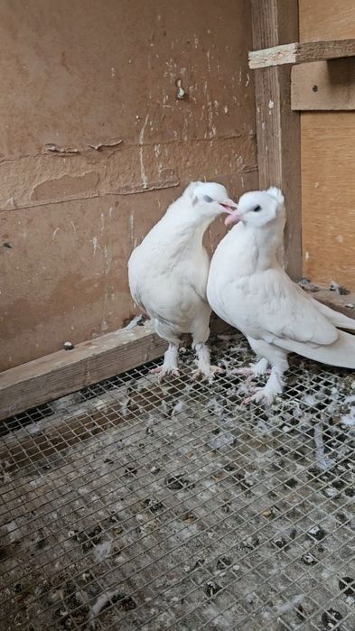 Голуби такла белые (бьяз)
