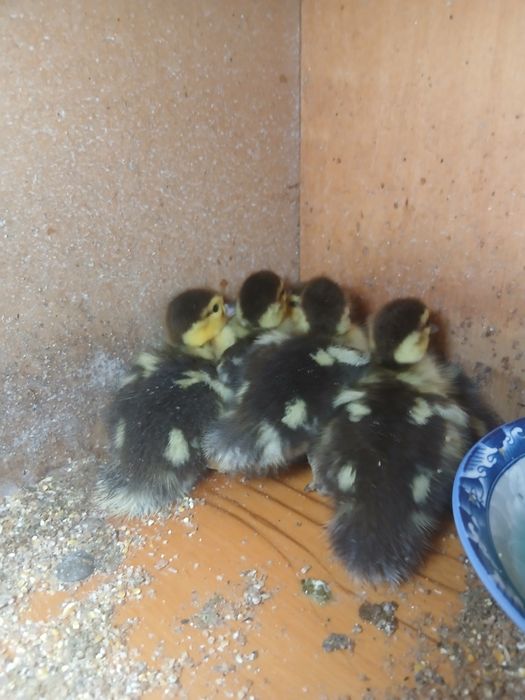 Boboci de rata cu diverse varste