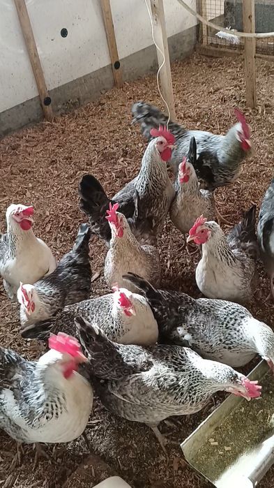 Инкубационные яйцо кур