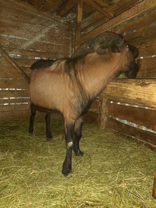 TAP ALPIN FRANCEZ 3 ani este cu corne