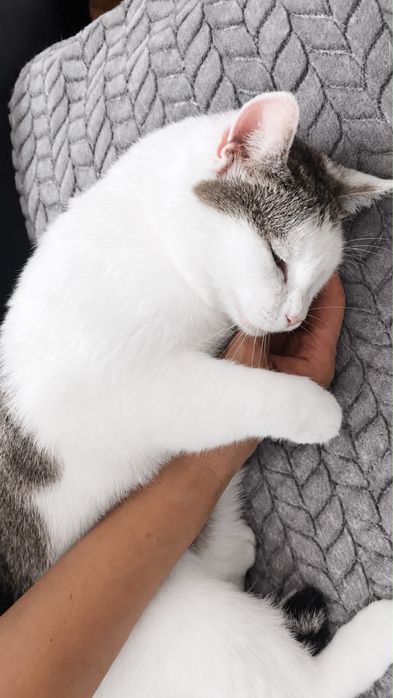 Ласковая кошка Бесплатно