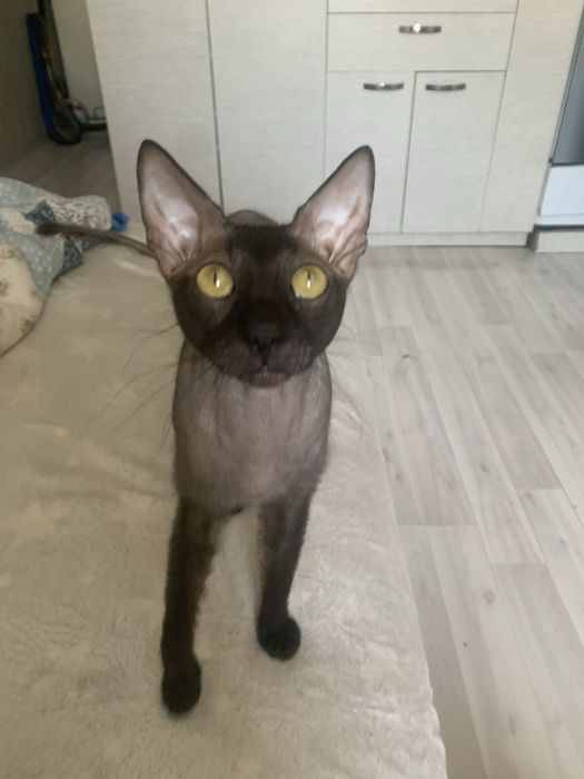 Вязка! Котик ищет невестку!