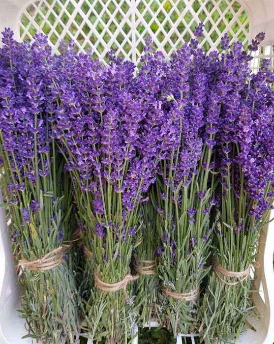 Lavanda uscata BIO de gradina