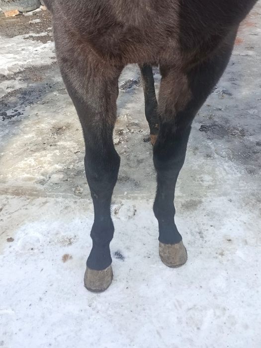 Таза қанды американец Дөнен сатылады