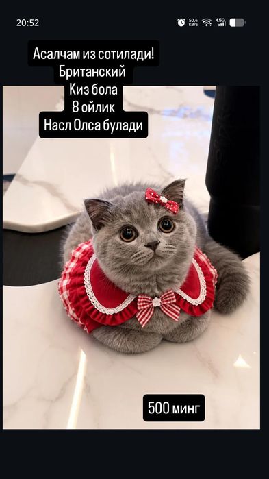 Скотиш страйт Тедди мушук сотилади
