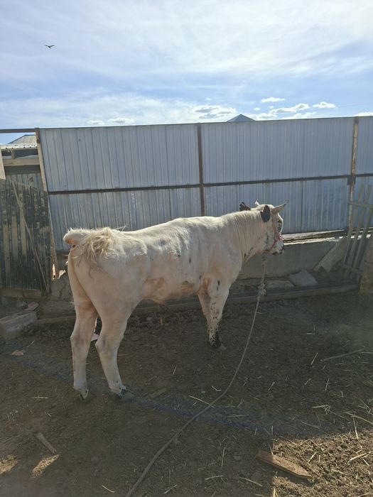 Семіз бұқа сатылады срочно