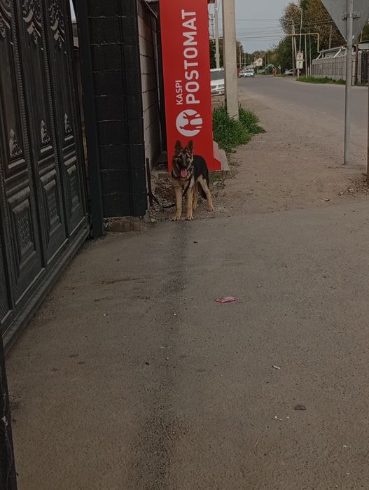 Европиский овчарка сатылады