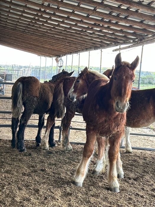 Manji de vanzare 7 Bucăți
