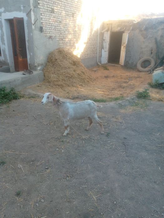 Kal echki sotiladi