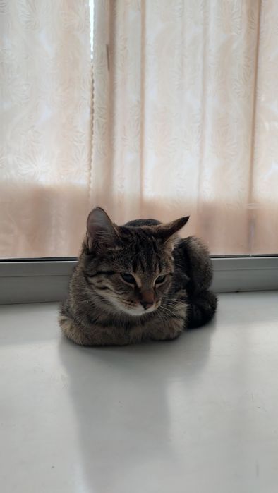 Ищет дом милый котенок - девочка