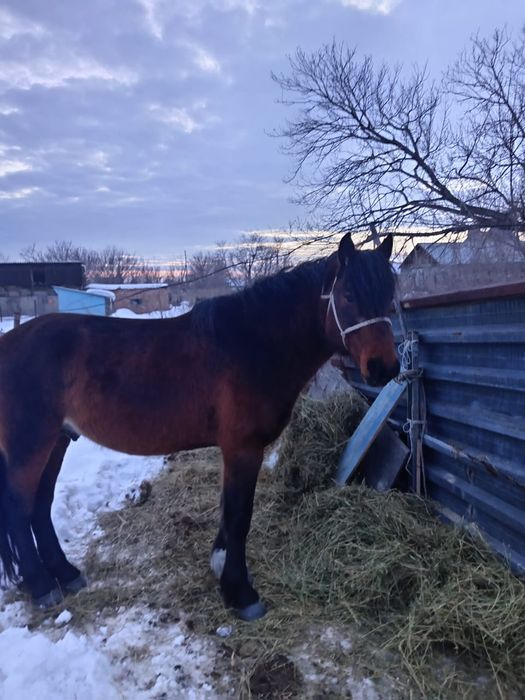 Айғыр 7 жас Жеребец 7 лет