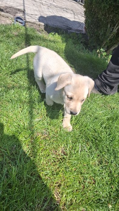 Чистокръвен Лабрадор Ретривър