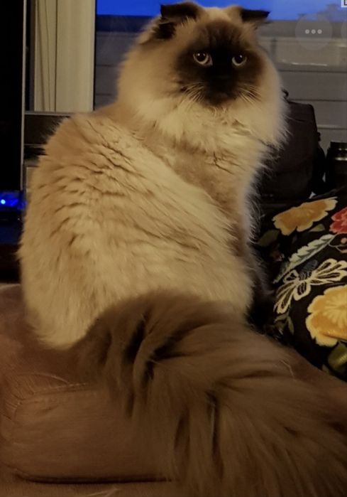 Шикарные котята вислоушки