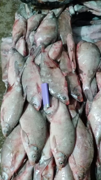 Подлещ свежезамороженный