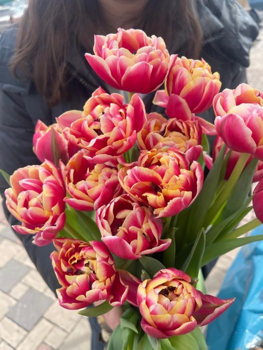 Тюльпаны оптом из теплицы