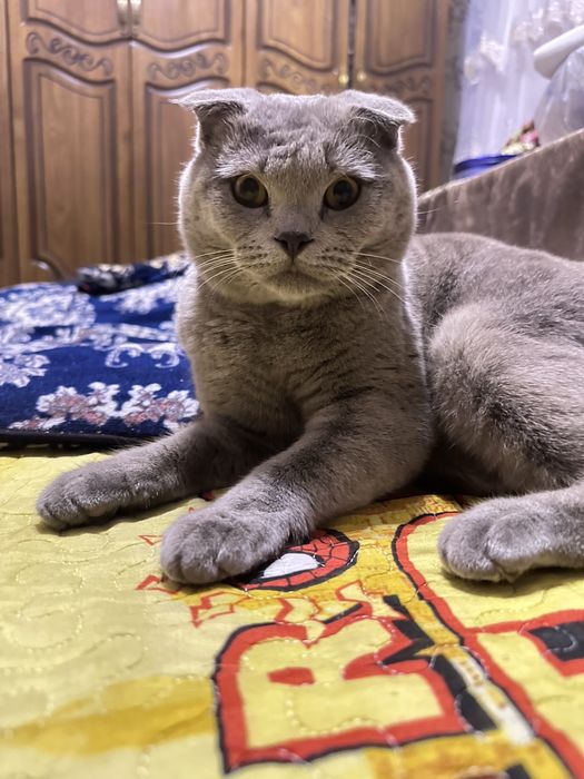 Вязка skotish  fold tozza qon mushuk qiz mushuklarni taklif qiladi