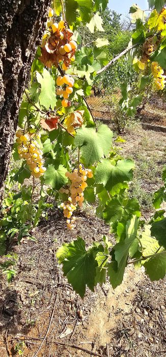 Продава се Парцел в Русе, в.з. Левента - 447 кв.м за 10 €/кв.м - Снимка #12