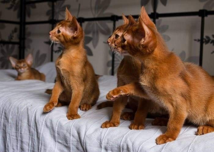 Абиссинские котята