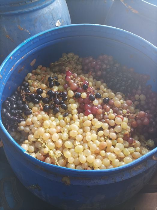 Mere de vânzare jud. Mureș