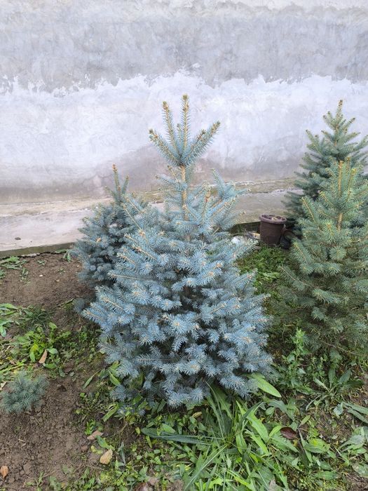 Голубой ель энг зурлари