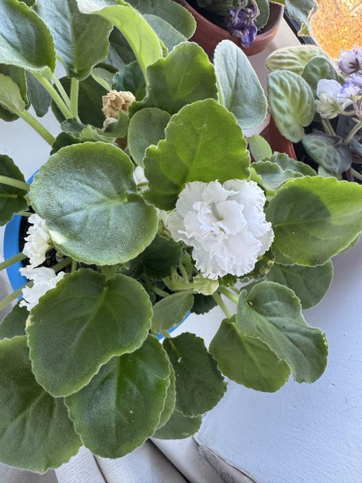 Фиалка продаётся