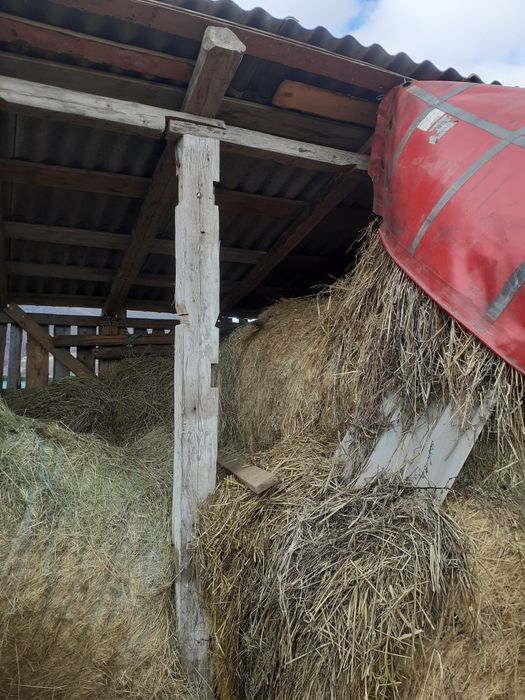 Vând baloți rotunzi de fan