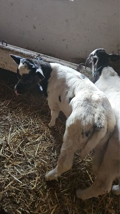 Vând viței belgieni