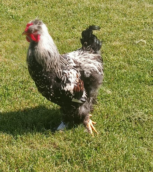 Cocoș tânăr !!!!