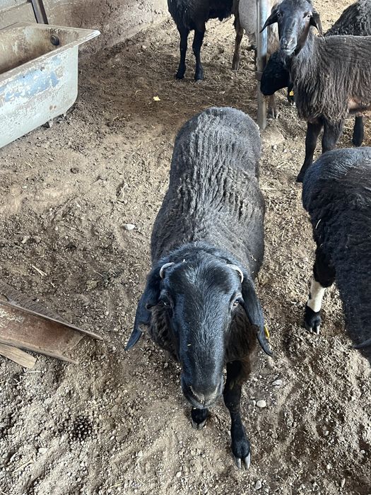 Кошкарлар сатылады 5 бас