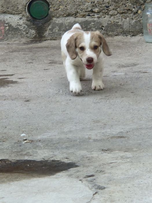 Русский спаниель