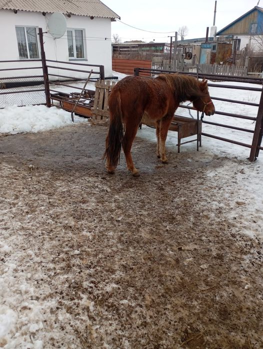 Семіз откормда тұр