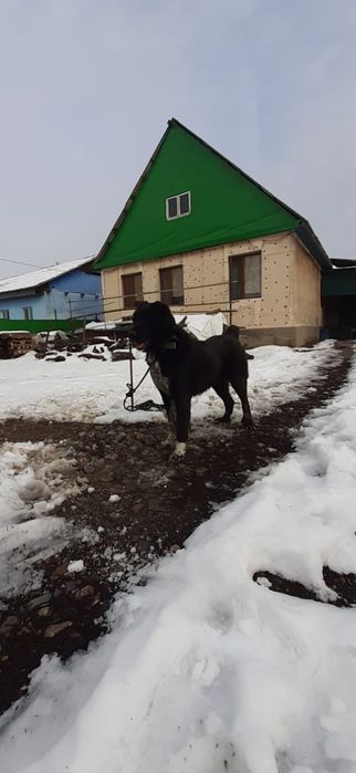 Күшік сатылады САО