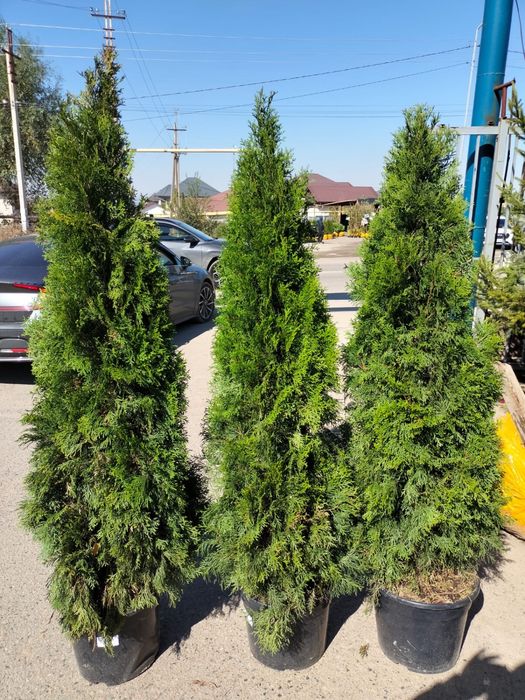 Туя смарагд в Алматы