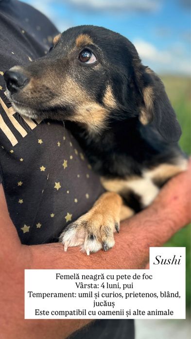 Câini spre adopție