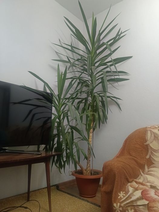 Продам Пальму Юкка