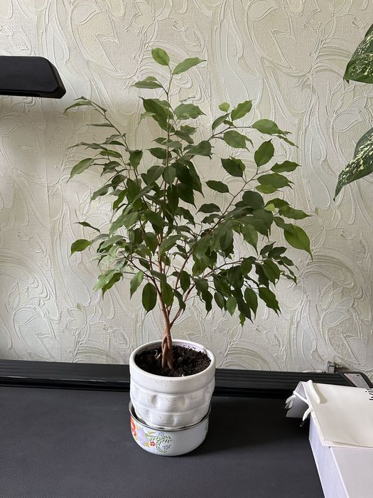 Фикусы Бенджамина