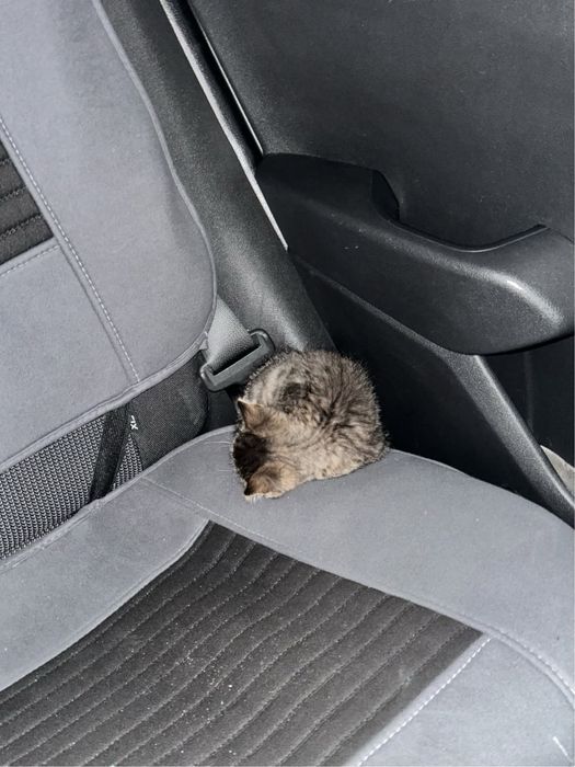 Котенка в добрые руки