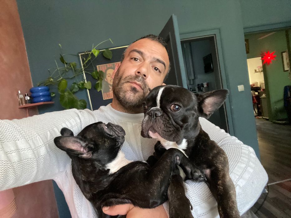 Френски булдог момиче